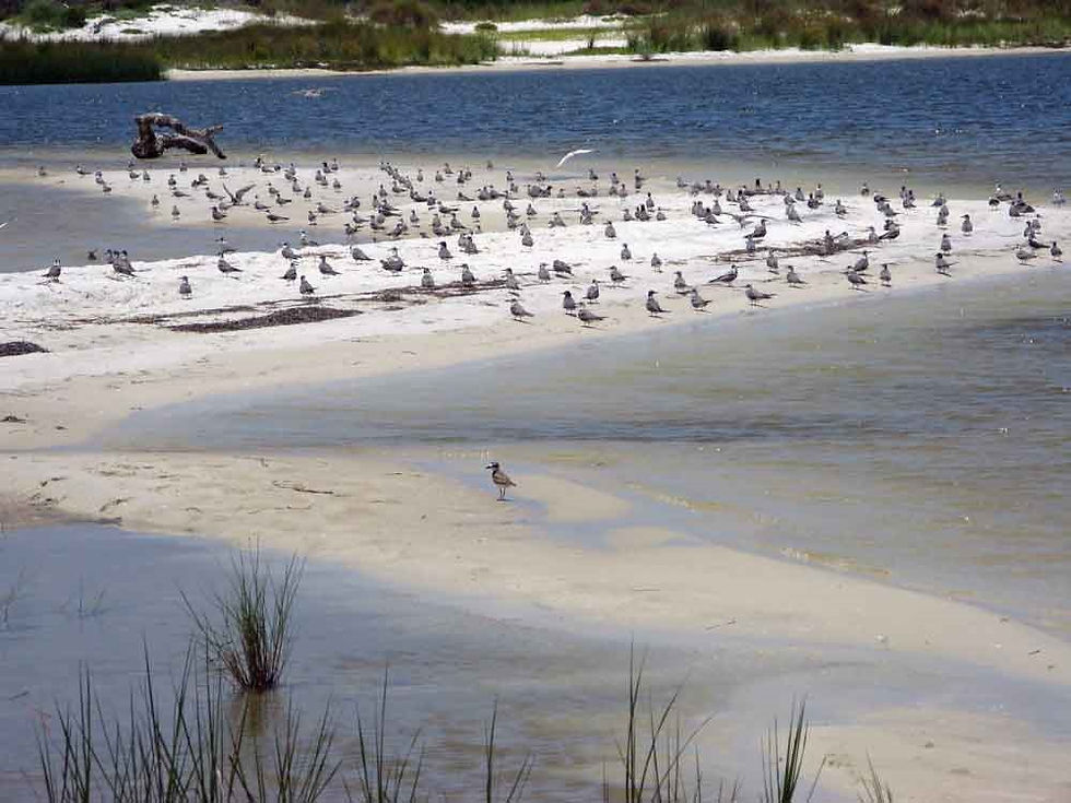 Sandpipers