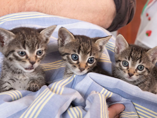 10 imprescindibles antes de que nuestro gatito llegue a casa!!