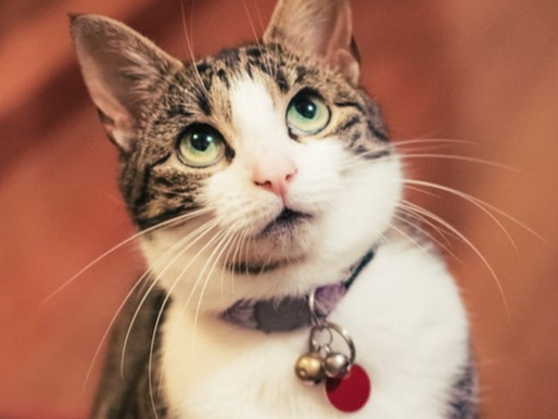 El gato y el cascabel