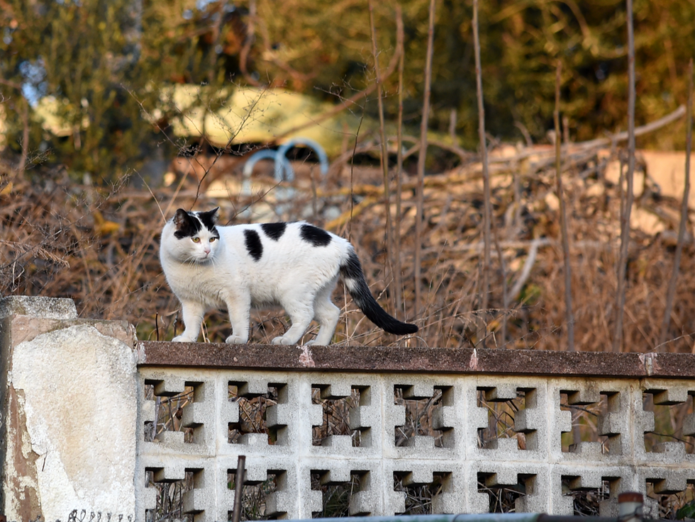 ¿Porque un gato doméstico no debe salir al exterior?