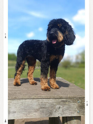GordonDoodle F1b