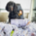 Gordon Setter Sensa