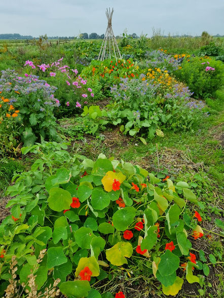 Bloemen staan in bloei