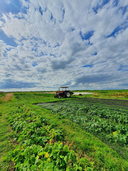 Tractor in het midden van de tuin