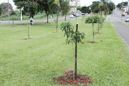 Administração Municipal realiza o plantio de 57 mudas em comemoração ao aniversário da cidade