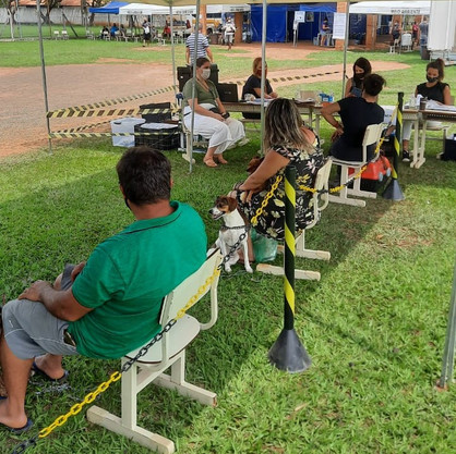 Novo mutirão do Programa Municipal de Castração atende mais 356 animais