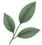 Planta