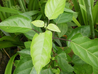 Bebuas (Sembuh secara tradisional)