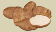 russet burbank.gif