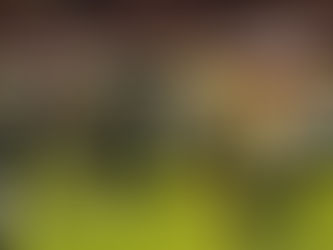 Placar elástico: Galo FA estreia com vitória no Campeonato Mineiro de Futebol Americnao