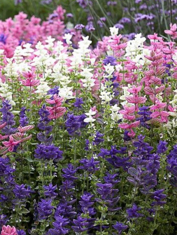 Miniatura: Clary Sage Triple Mix