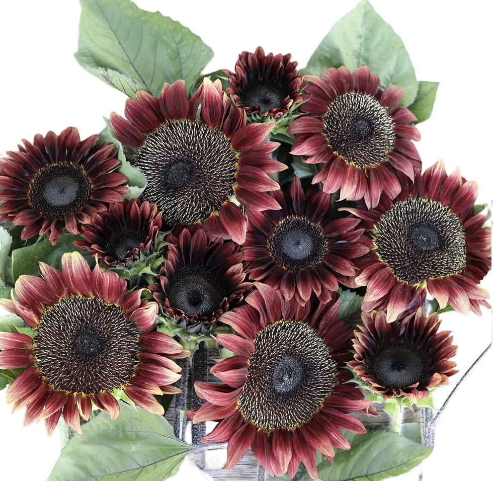 Sunflower ProCut Red