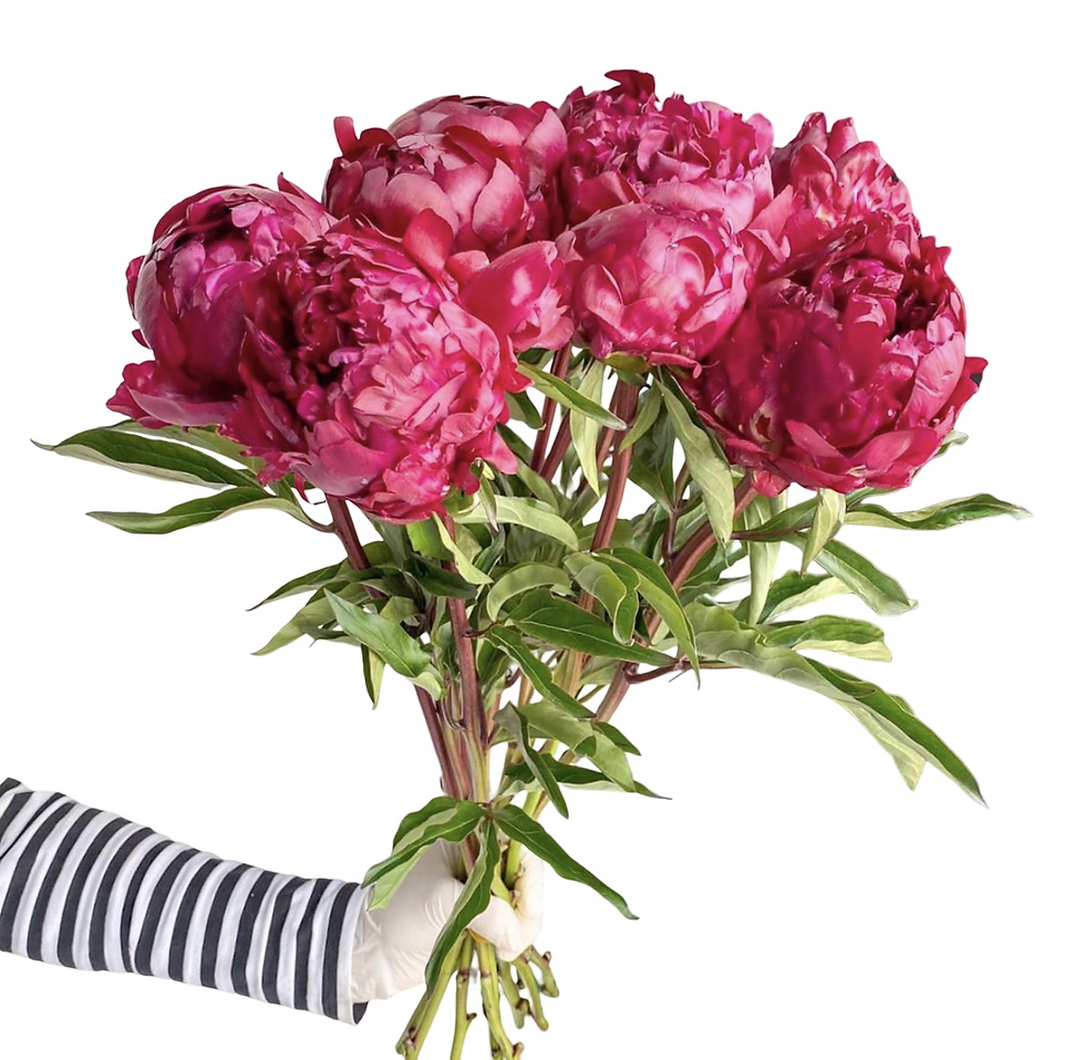 Thumbnail: Peony COMMAND PERFORMANCE - Bare Root 2-3 Eyes
