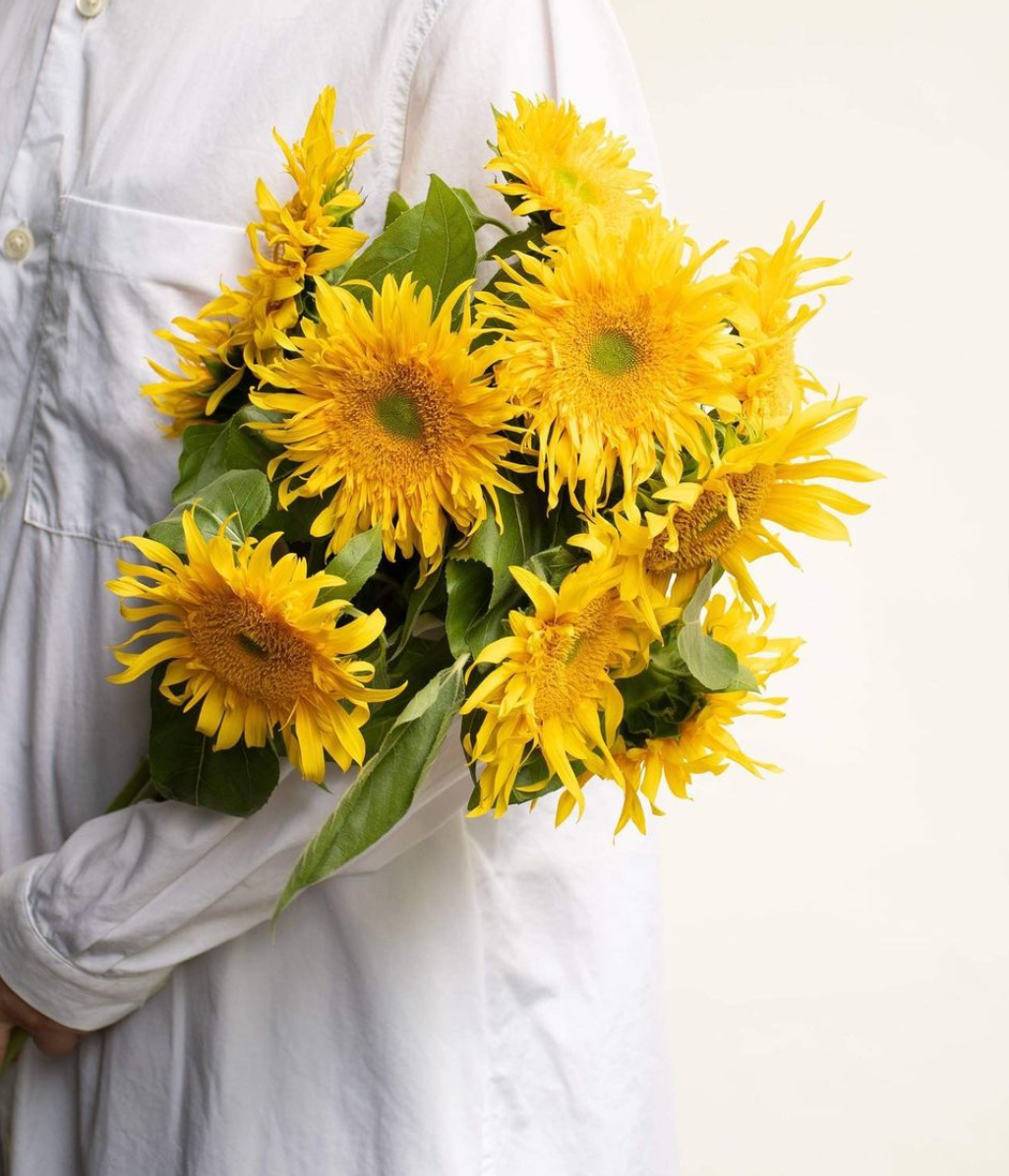 Sunflower  Starburst 'GREENBURST DMR '