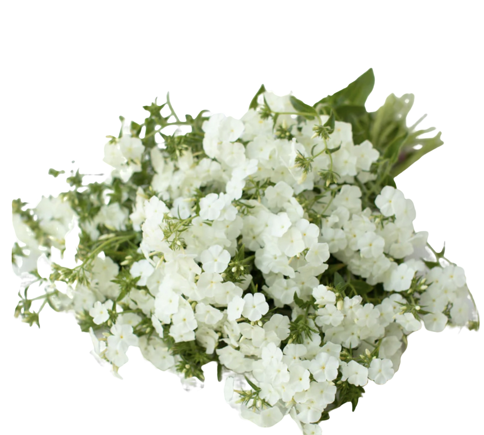 Phlox drummondii grandiflora WHIPPED CREAM ( Alba)