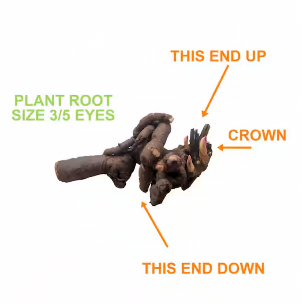 Miniatura: Peony BARTZELLA (Itoh) Size 3/5 Bare Root