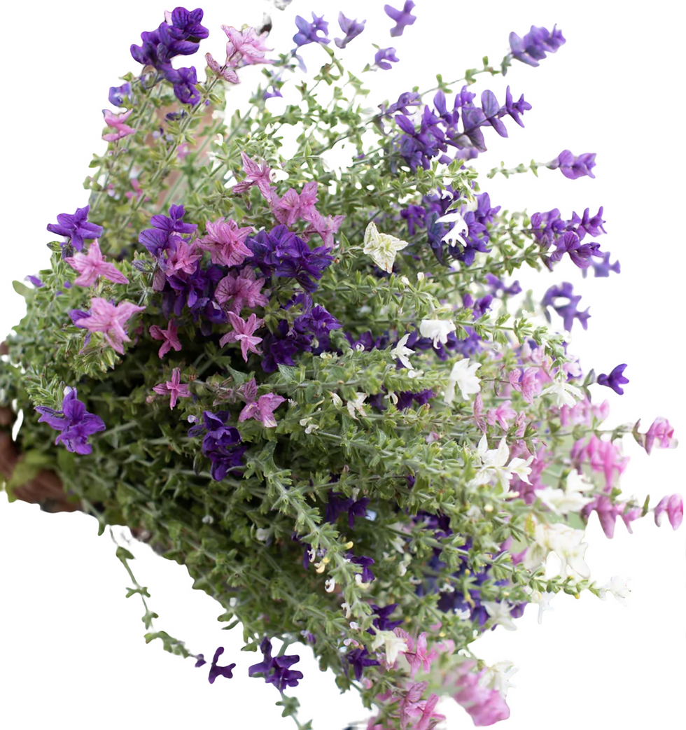 Miniatura: Clary Sage Triple Mix