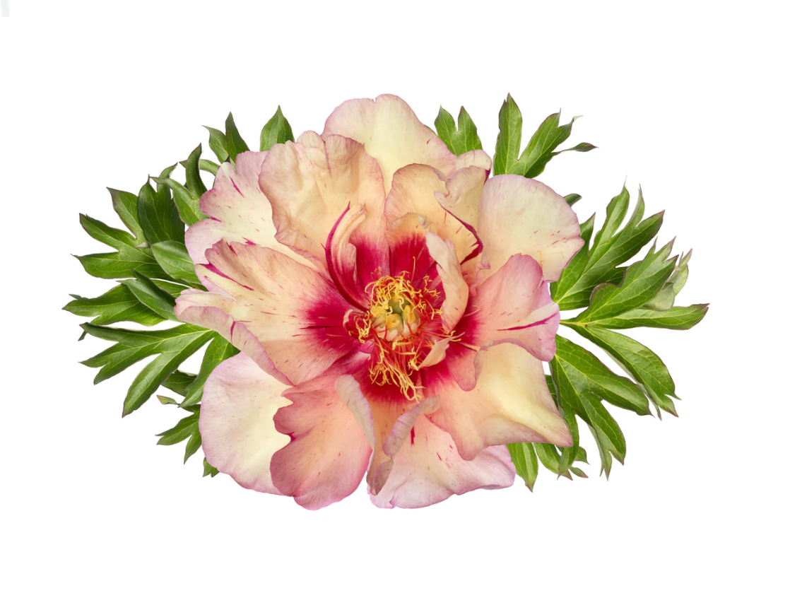 Itoh Peony CALLIES MEMORY 3-5 Eyes/ 35 Bare Roots