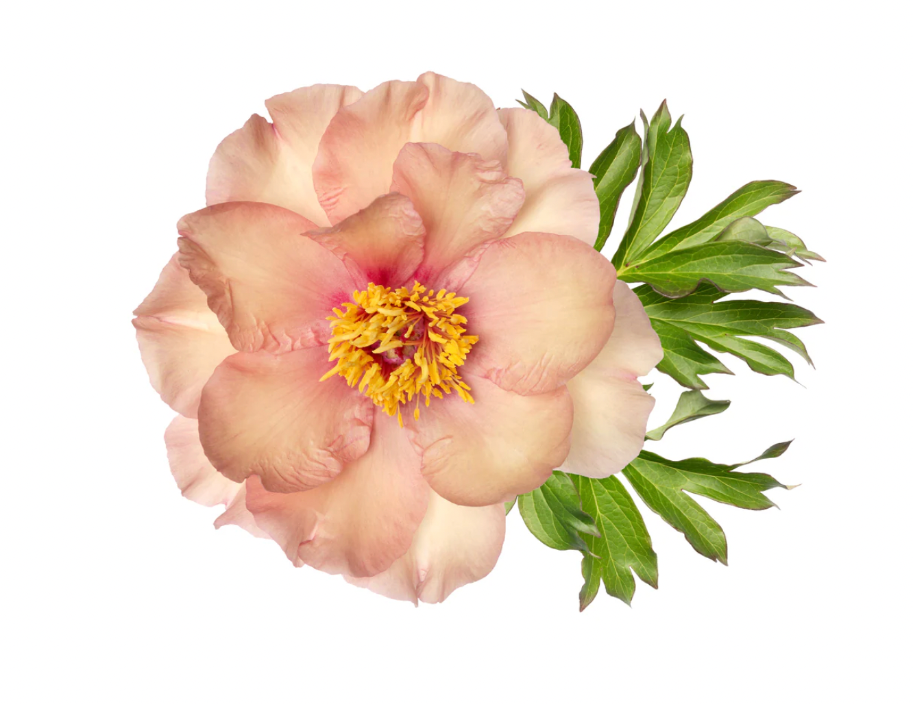 Itoh Peony SONOMA APRICOT 3-5 eyes/ 35 Roots