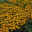 Thumbnail: Marigold 'Tangerine Gem'  Tagetes tenuifolia