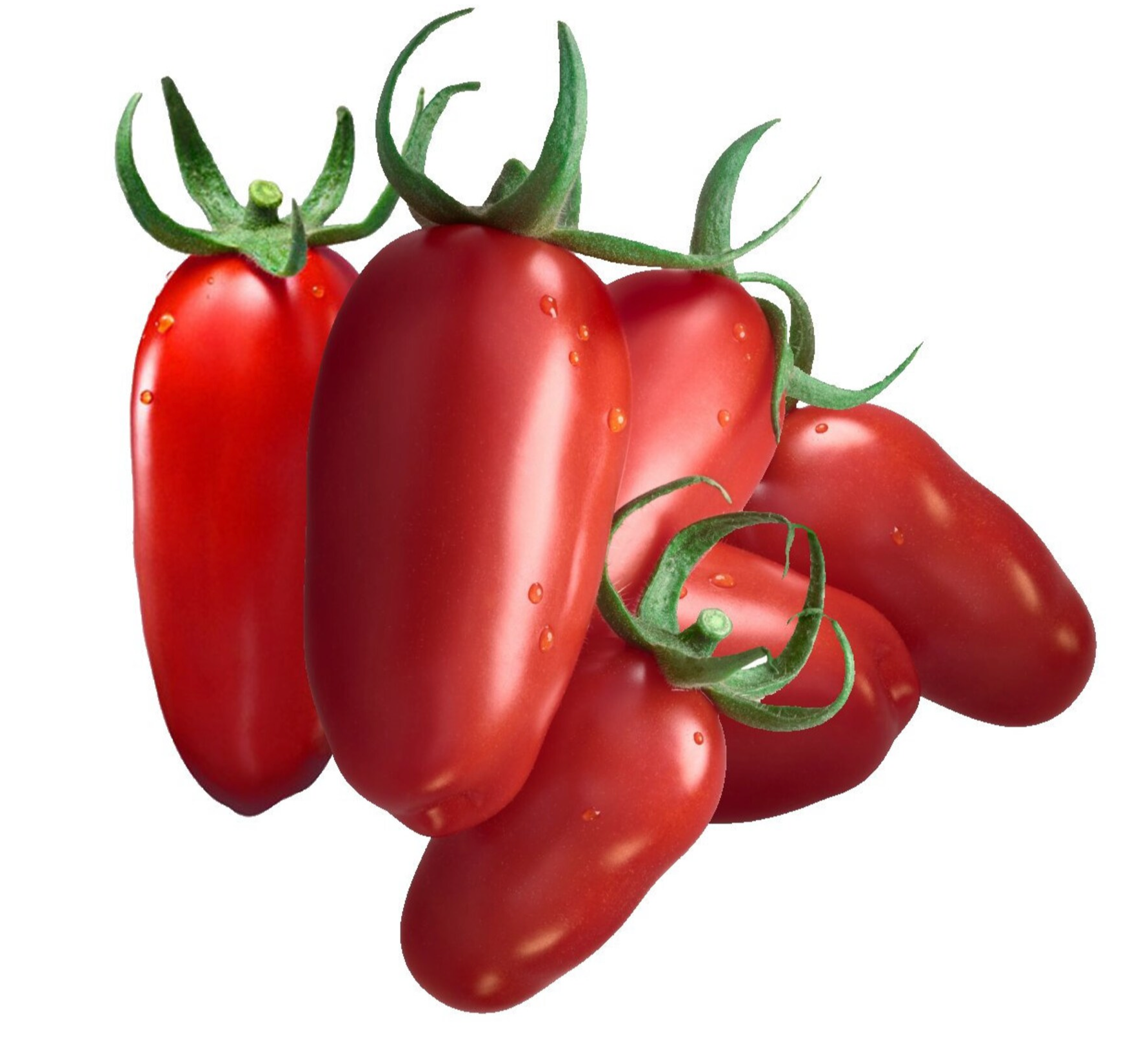 Italian Paste Tomato ' San Marzano ' Organic Heirloom
