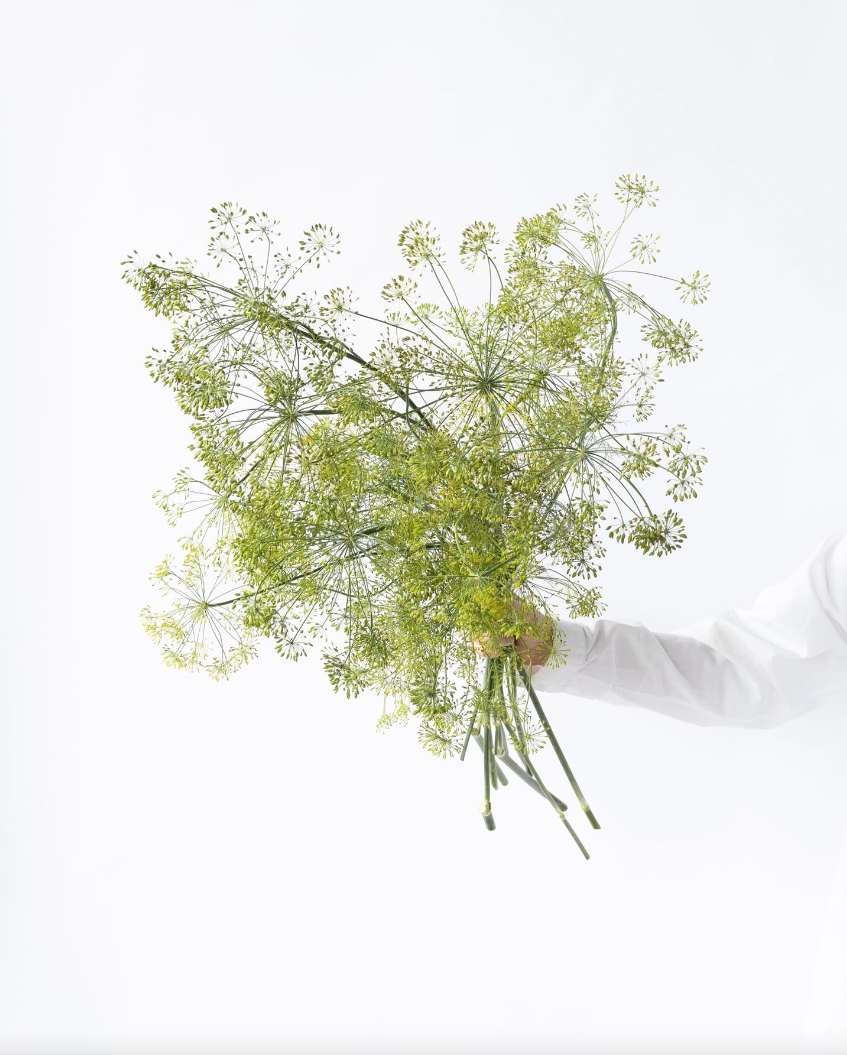 Organic Dill 'Bouquet '