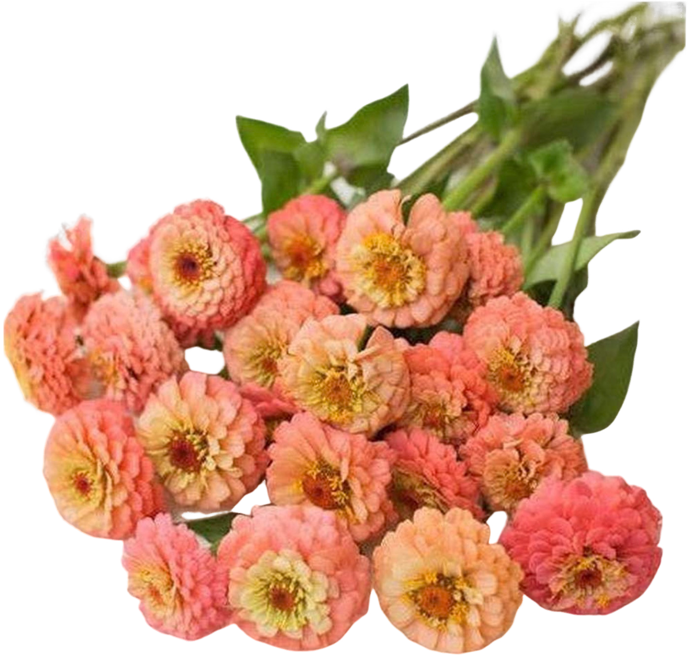 Zinnia Lilliput Salmon