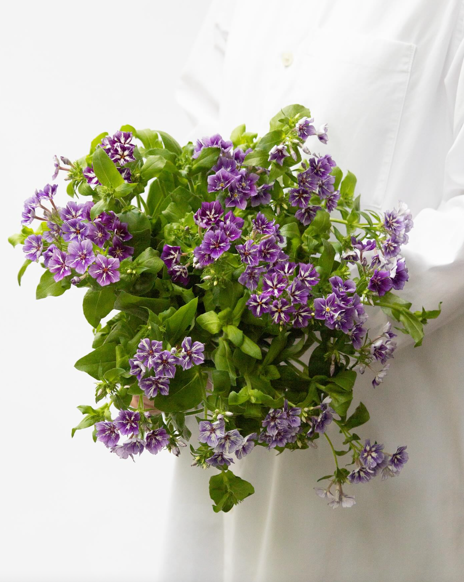 Florist type Annual Phlox ' Lavender Beauty"