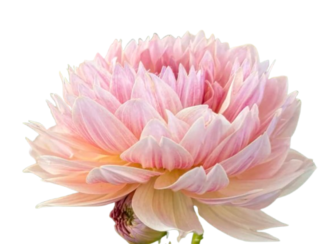 Dahlia JOEL'S FAVORITE - LIMIT 1