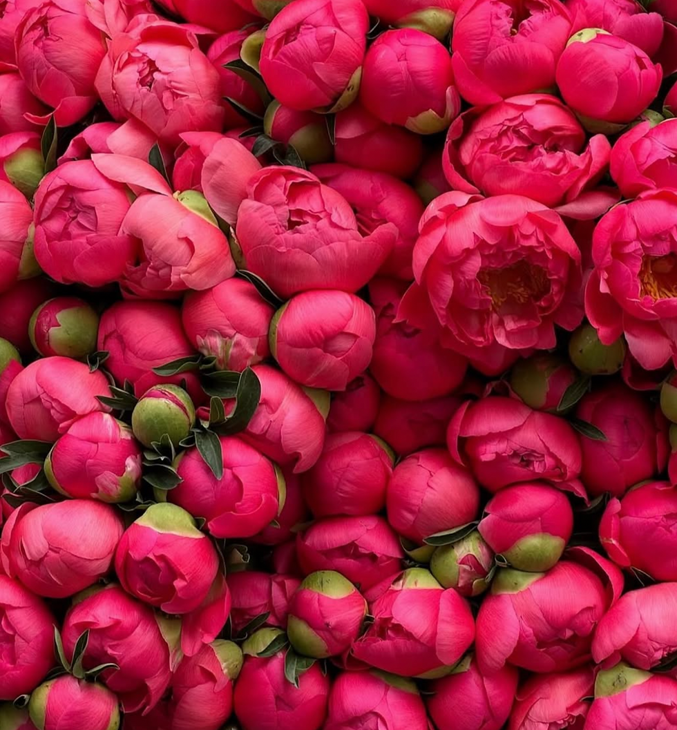 Miniature : Peony CORAL CHARM  ( 3-5 Eyes - 35 Bare roots)