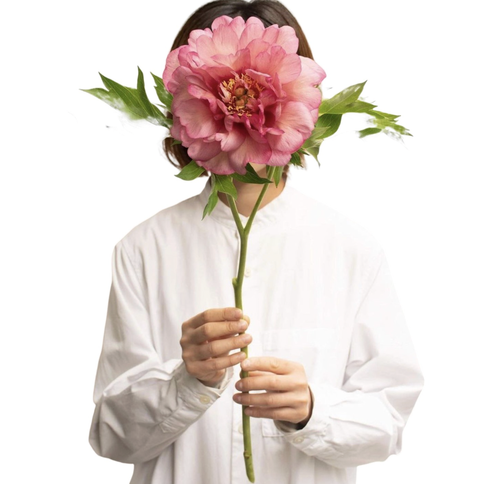 Itoh Peony KOPPER KETTLE 3-5 Eyes  35 Roots