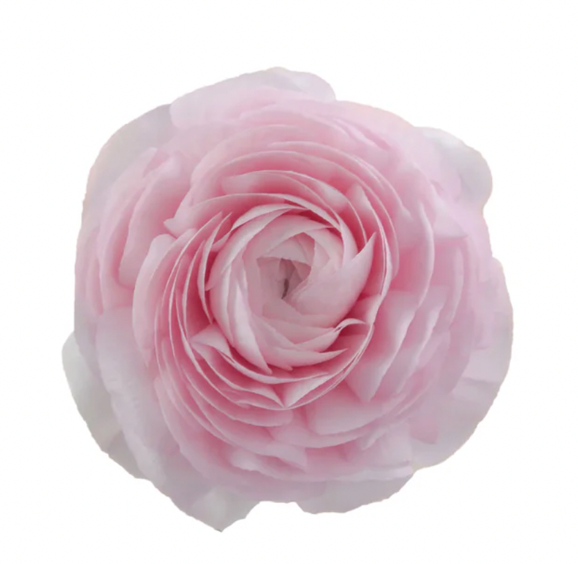 Italian Ranunculus 'CLONI SUCCESS - LADY'