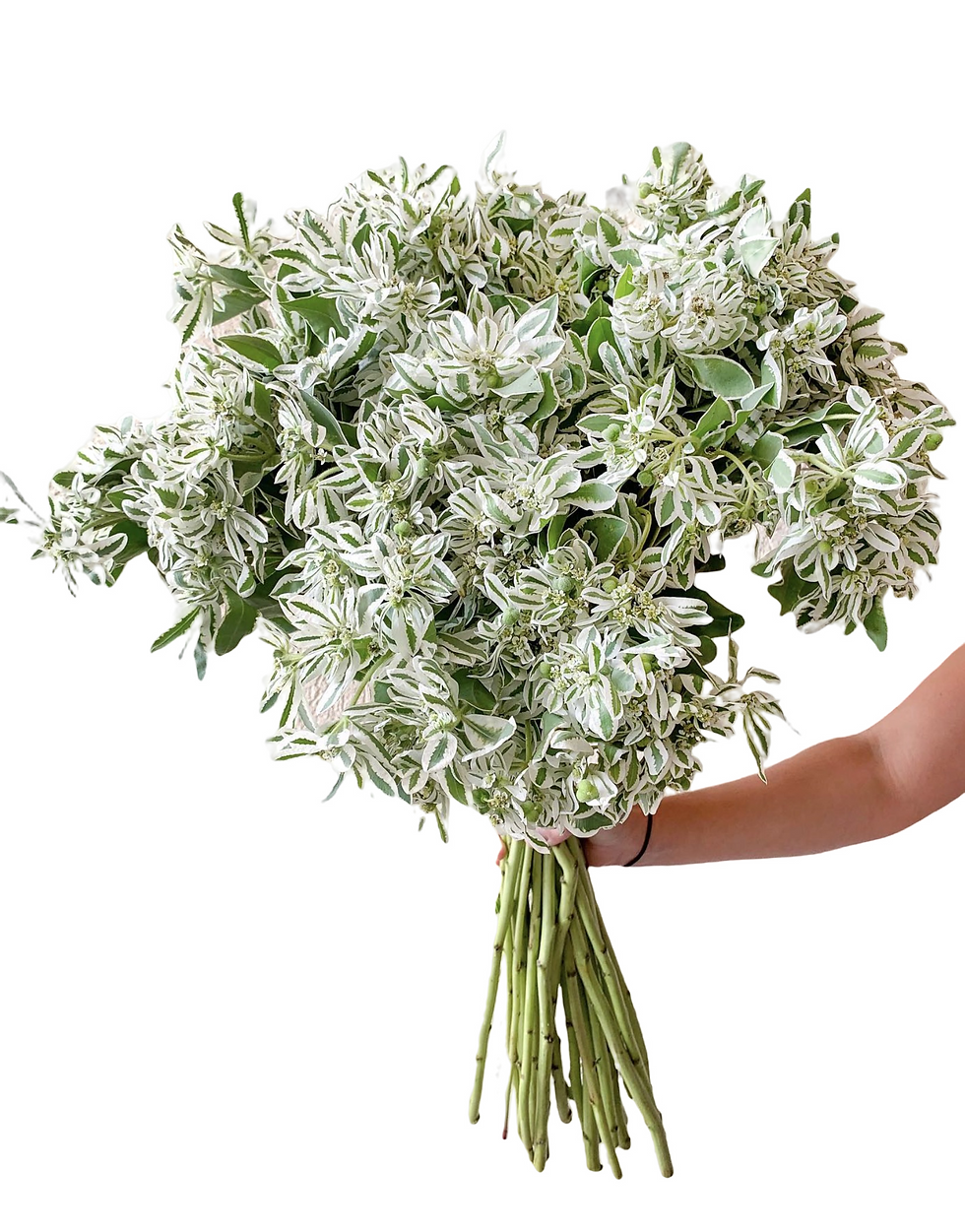 Euphorbia 'Snow on the Mountain'