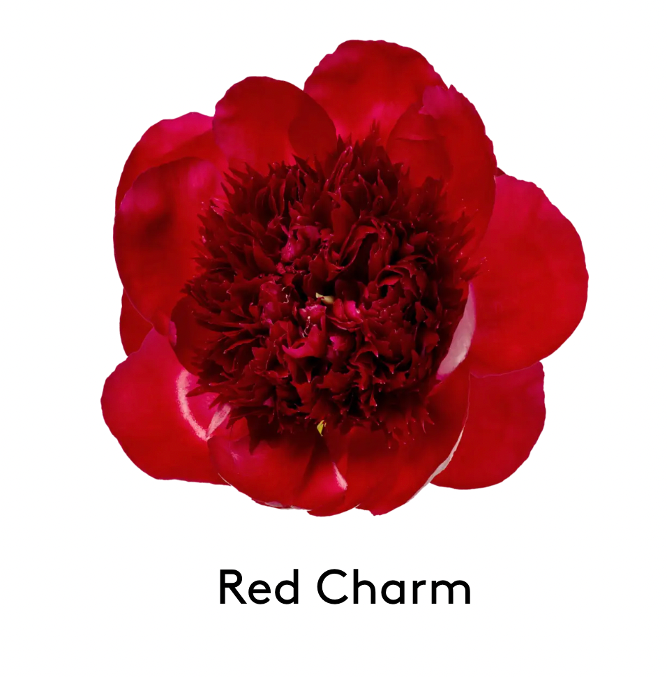Peony RED CHARM Bare root Size 3/5
