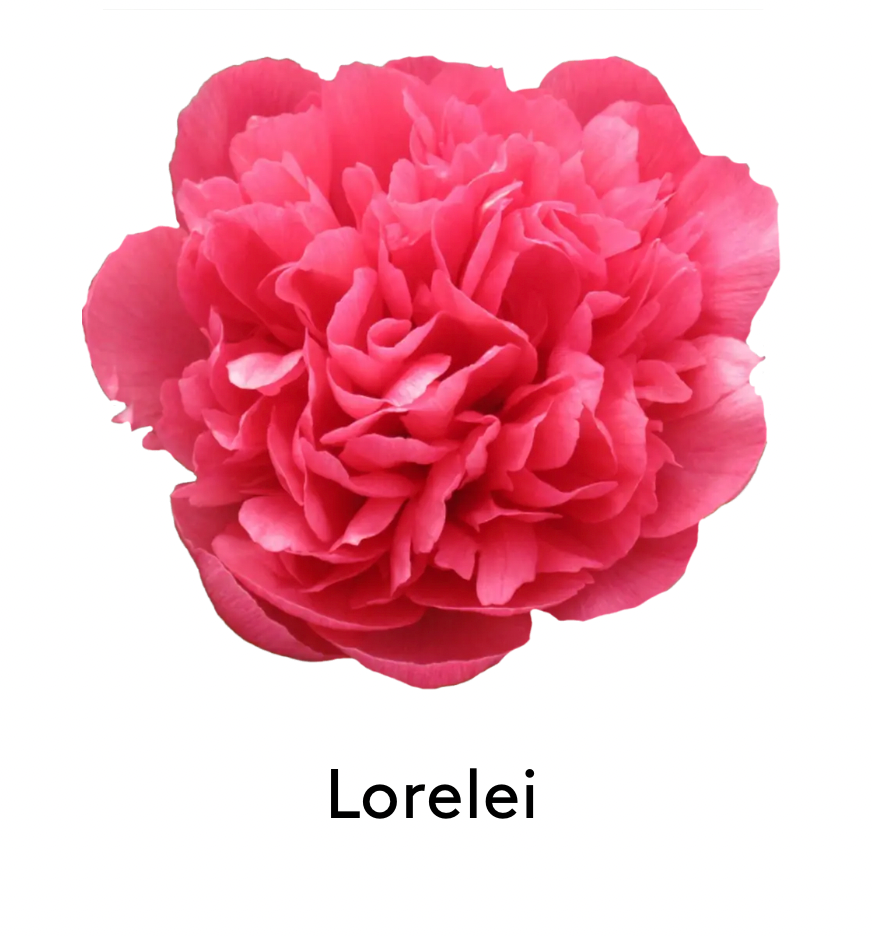 Peony LORELEI      5-8 Eyes/ 20 Roots