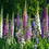 Thumbnail: Foxglove ' Excelsior Mix '