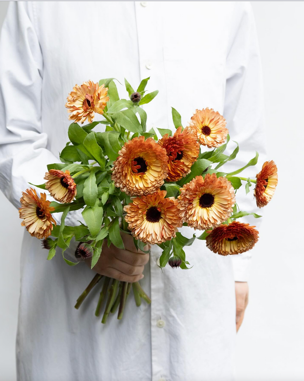 Calendula 'Sunset Buff'