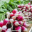 Miniaturbild: Radish FRENCH BREAKFAST Organic NonGmo