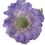 Thumbnail: Scabiosa Caucasica 'Perfecta  Blue '