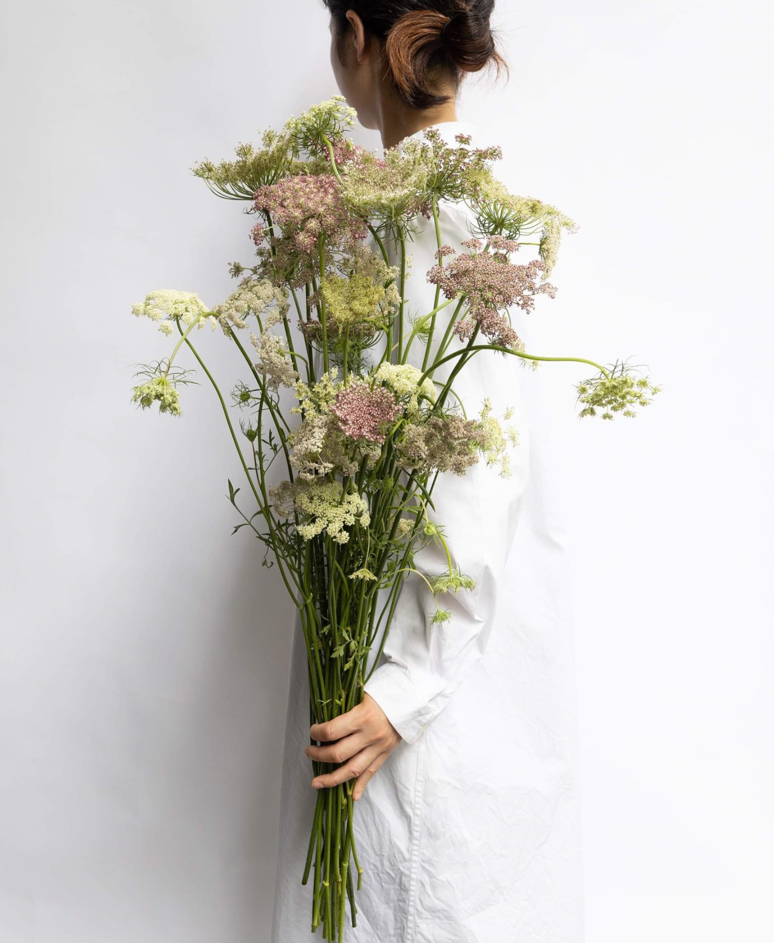 Ammi 'PURPLE KISSES '