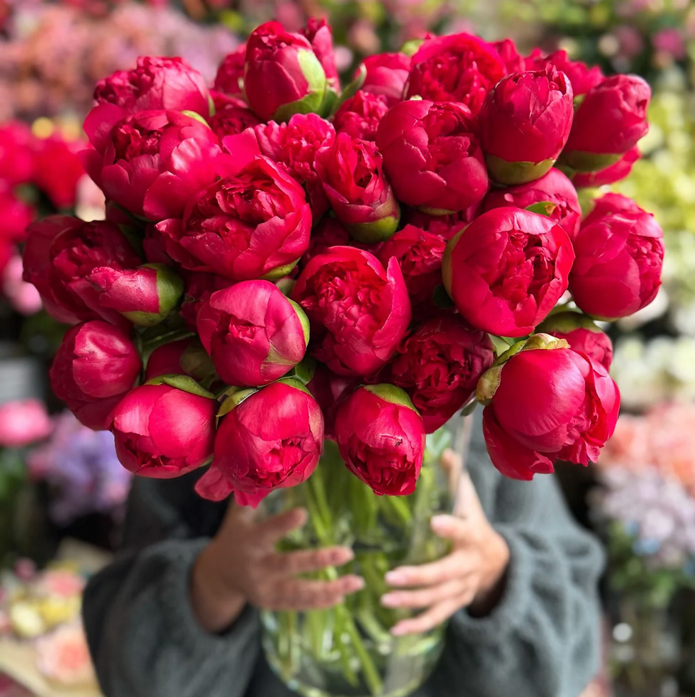Miniatura: Peony BELGRAVIA   3-5 Eyes Bare root