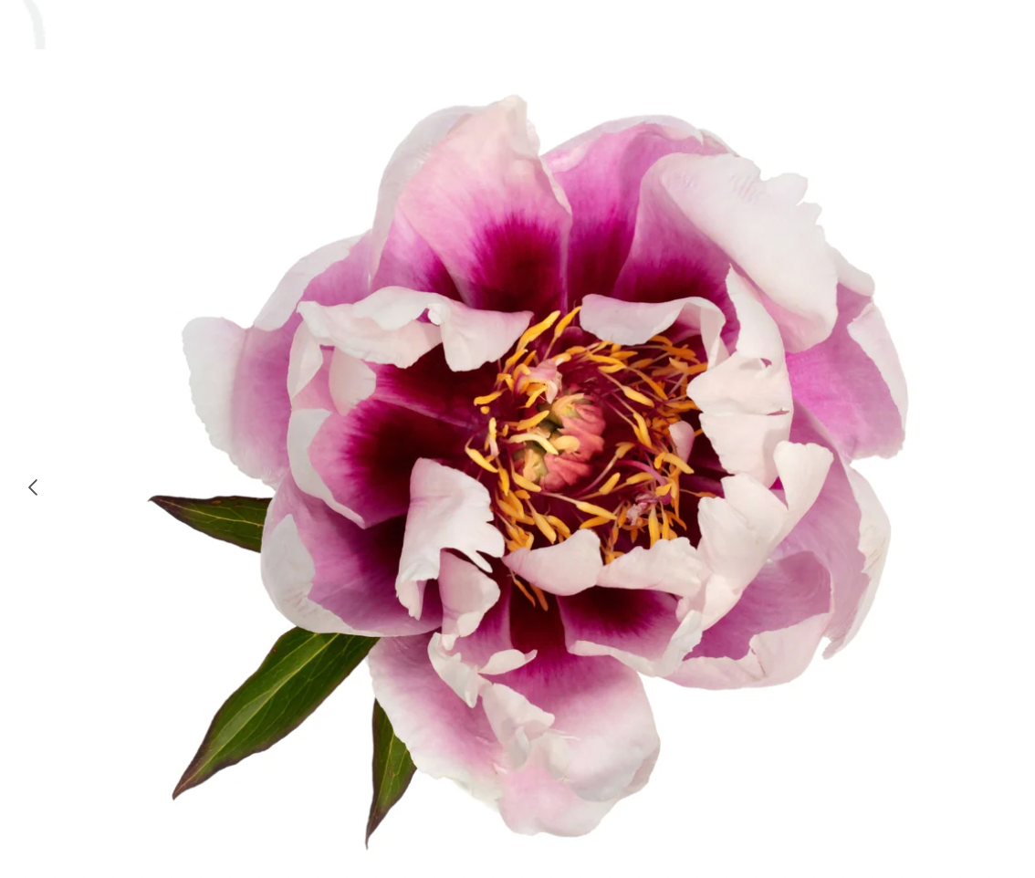Itoh Peony CORA LOUISE 3-5 Eyes 35 Roots
