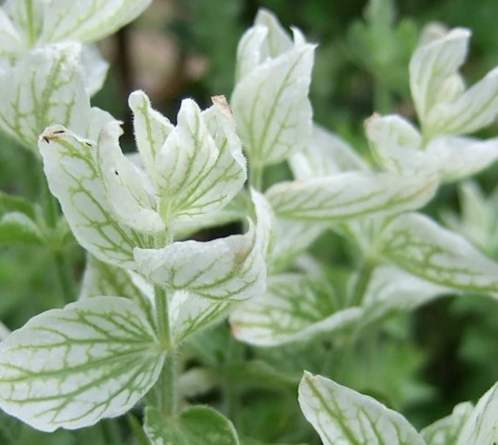 Miniature : Clary Sage  White Swan