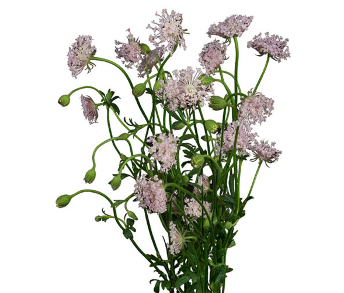 Didiscus  Lace Flower 'Lacy Pink'