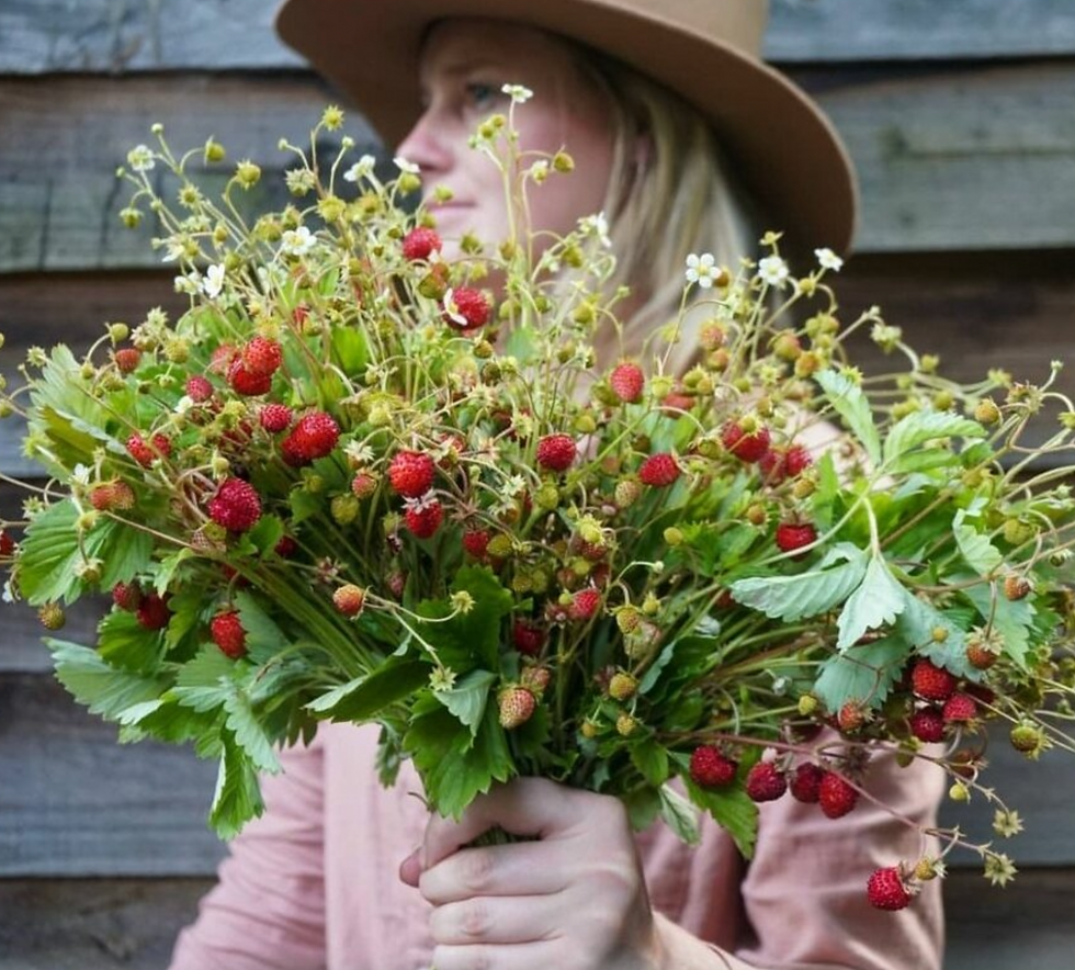 Alpine Strawberry - Fragaria vesca 'Alexandria'