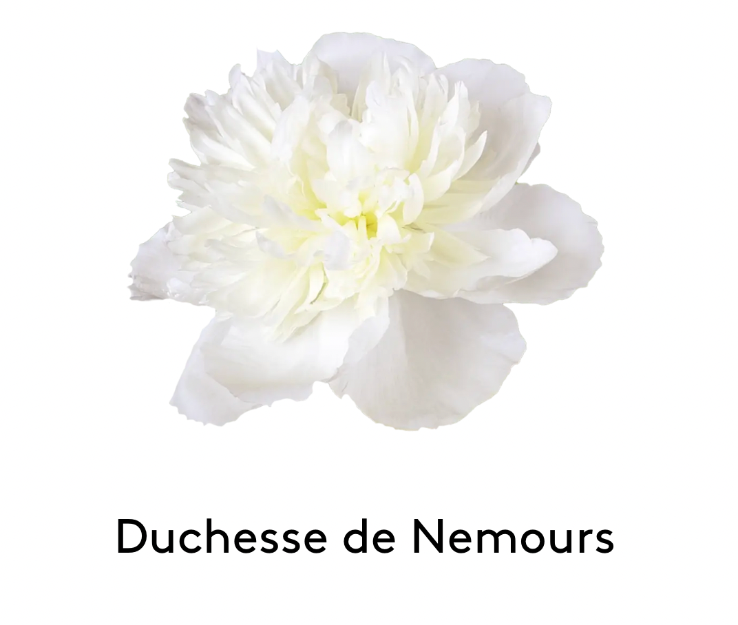 Peony DUCHESSE DE NEMOURS 3-5 Eyes 35 Roots