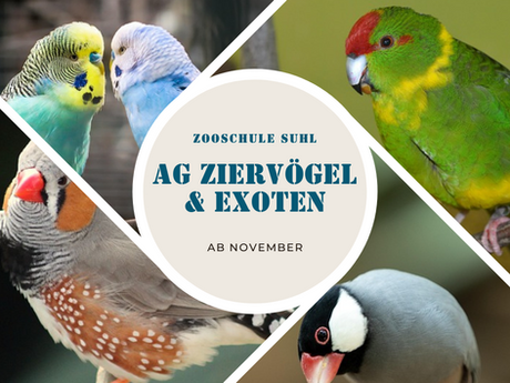Neues Angebot rund um Ziervögel startet!