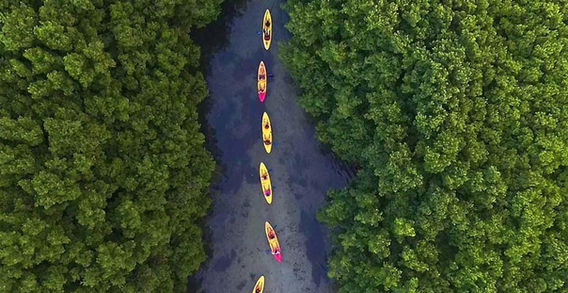 El Yunque Rainforest & Bio Bay Combo Tour

