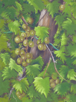 Scuppernongs