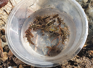 Milieu Aquatique.jpg